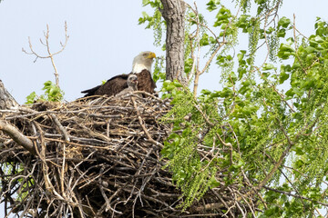 Eagle in a nest