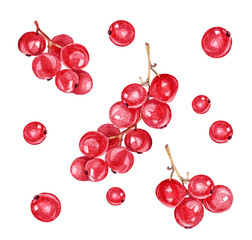 Watercolor hand-drawn set with red currant berry isolated on white background. Autumn summer or winter celebration sweet food for decor kitchen. Clipart for Christmas menu or wallpaper and wrapping