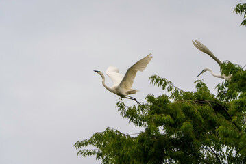 飛翔するダイサギ