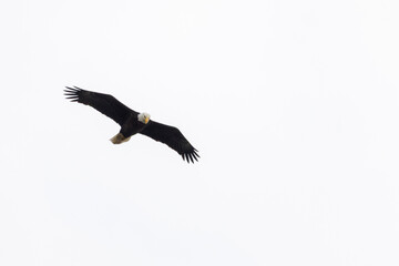 Eagle in a nest