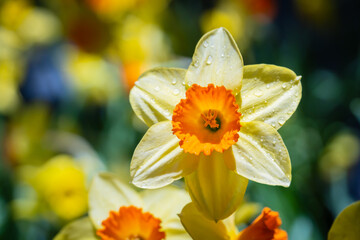 Fototapete bei efototapeten.de bestellen   