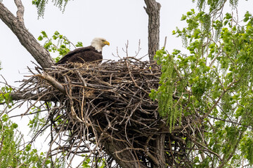 Eagle in a nest