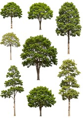 Emerald Canopy Collection