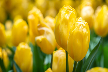 Obraz premium Close-up of tulip flower with vibrant petals and soft background