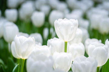 White tulips blooming in garden with soft natural light