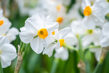 Close-up of Paperwhite Narcissus in natural sunlight