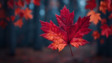 Autumn Majesty Red Maple Leaf Falling in Forest.