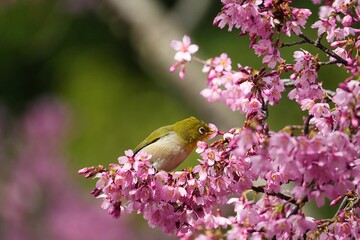 オカメザクラの蜜を吸うメジロ