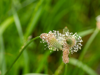 ヘラオオバコの花のクローズアップ