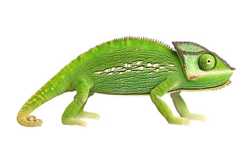 Obraz premium Portrait side view of a veiled chameleon, Chamaeleo calyptratus, isolated on white. Ai Generated Images