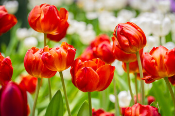 Bright red tulip flowers in full bloom, vibrant spring garden landscape with natural sunlight