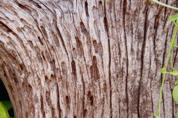 Old woodgrain bark of tree trunk natural brown background