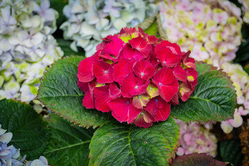 Fototapete bei efototapeten.de bestellen   