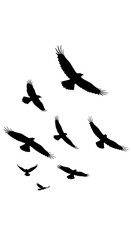 Obraz premium Raven's Dance