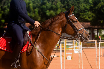 man riding horse, show jumping, equestrian show jumping, equestrian competition, obstacle course,...