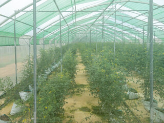 Nurturing Greenhouse for Seedling Cultivation.