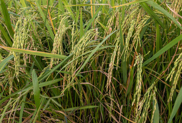 Ripening Rice Ready for Harvest in Lush Field.