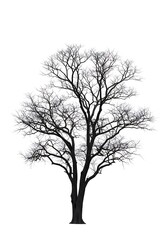 Obraz premium Winter's Embrace: A Skeletal Silhouette
