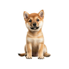 Obraz premium Adorable Shiba Inu Puppy Sitting and Smiling