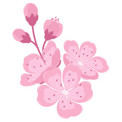 Cherry Blossom Flower With Buds Branch. Flat and Simple Pink Sakura.