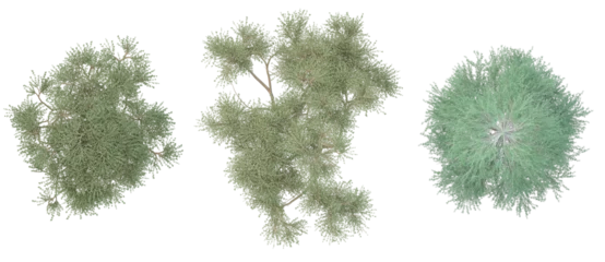 Gordijnen Olijf tree tops -Acacia trees, tamarack tree top view- landscape and site plan rendering  © arif