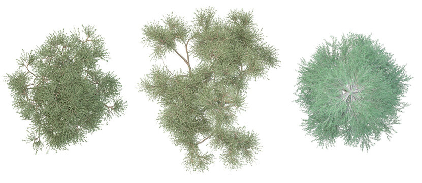 tree tops -Acacia trees, tamarack tree top view- landscape and site plan rendering
