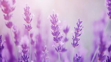 Fototapeta premium Serene Purple Flowers in Soft Light