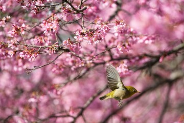 満開のオカメザクラと羽ばたくメジロ