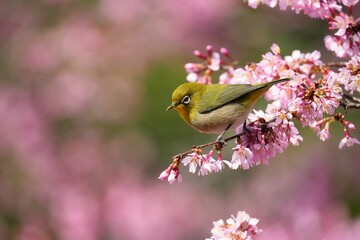 春色に染まるメジロ