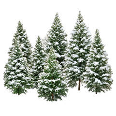 Snow covered evergreen tree group isolated on transparent background.png white background