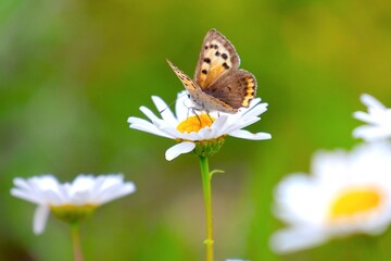 花の蜜を吸う蝶
