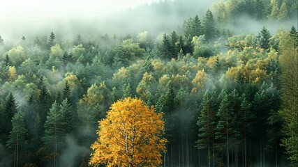 A solitary golden birch tree stands amidst a misty autumn forest - Powered by Adobe