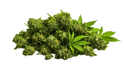 Bright green marijuana buds and leaves create a textured pile isolated on a clean white background studio shot.
