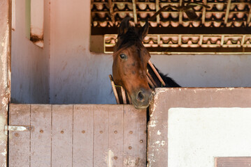 horse in a stable, horse in a barn, horse with neck brace, horse in stall, chestnut horse, wooden...