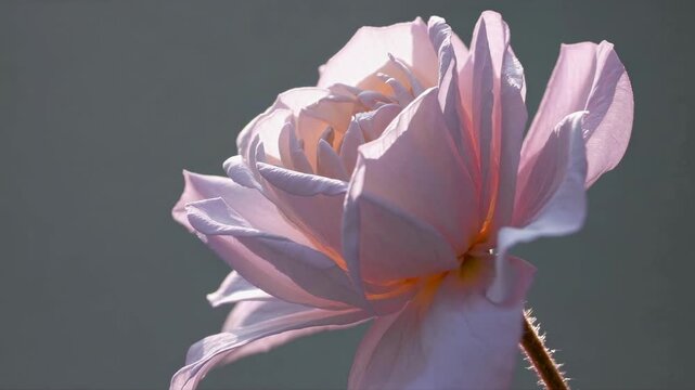 Close-up video of a pink rose in soft focus, capturing delicate petals with a side angle, highlighting gentle light and shadow play. Live desktop wallpaper.