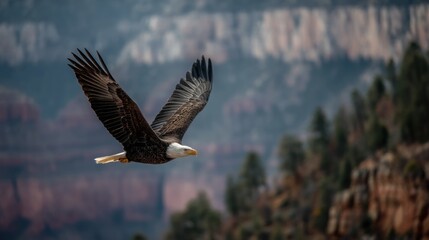 Fototapeta premium Majestic Bald Eagle in Flight Over Grand Canyon National Park Arizona USA Nature Wildlife Scenic Landscape