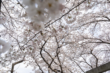 Cherry Blossoms in Full Bloom Against Sky①
