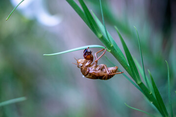 百合の花とセミの抜け殻 – 儚さと生命の営みが交差する夏の瞬間
Lily Flower and Cicada Shell – A Fleeting Summer Moment Where Beauty and Life’s Cycle Intersect