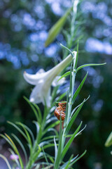 百合の花とセミの抜け殻 – 儚さと生命の営みが交差する夏の瞬間
Lily...