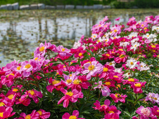 Fototapeta premium A landscape of colorful peonies in full bloom along the lakeside