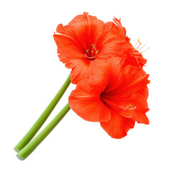 Bright orange gladiolus flowers with long green stems isolated on white background perfect for floral design botanical illustration or garden themes
