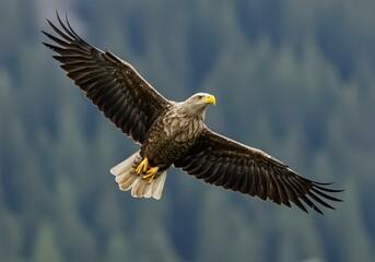 Obraz premium eagle in flight