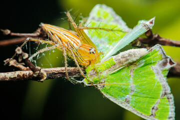 Lynx spider capturing green moth on branch