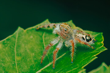 Jumping spider exploring green leaf in macro photography