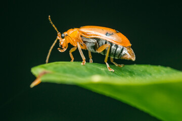 Aulacophora indica, cucurbit beetle standing on green leaf