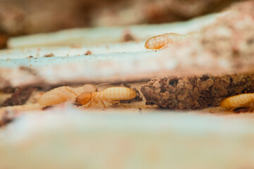 Termites destroying wooden furniture in house, close-up view