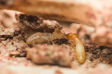 Worker and soldier termites moving on damaged wood surface