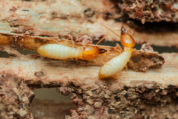 Termites destroying wood in close-up macro shot