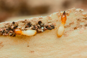 Termites are eating wood, causing damage to house structure