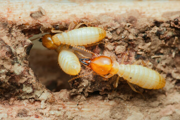 Termites are destroying wood in a house, causing damage and infestation